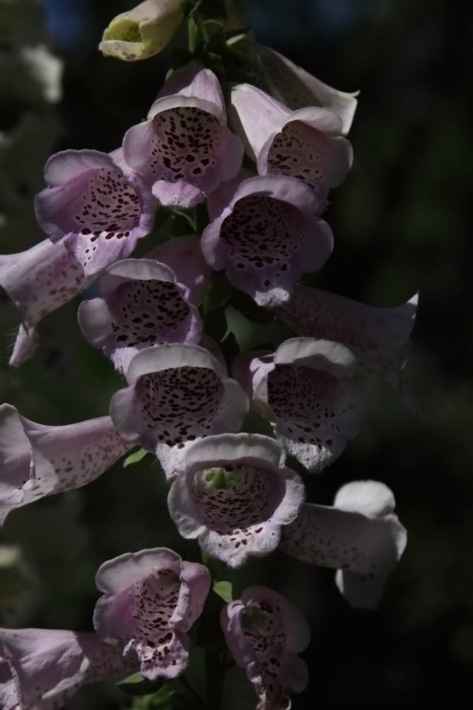 2012 05 20 4007